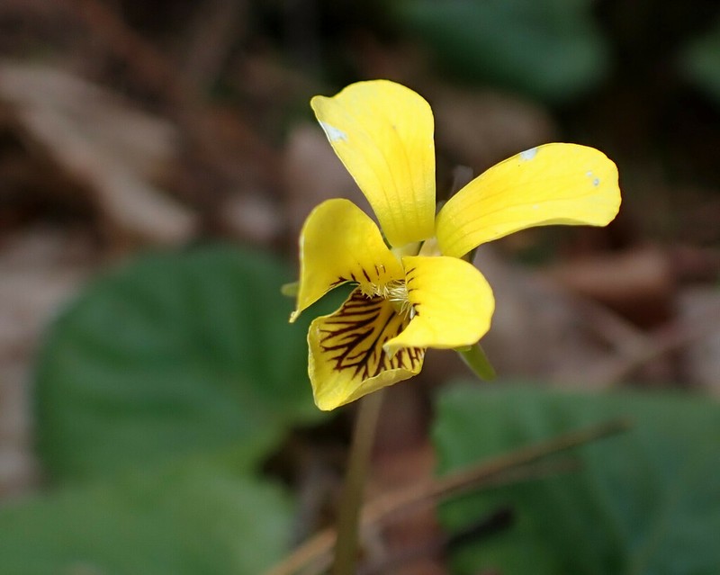 Roundleaf Yellow Violet photo 7