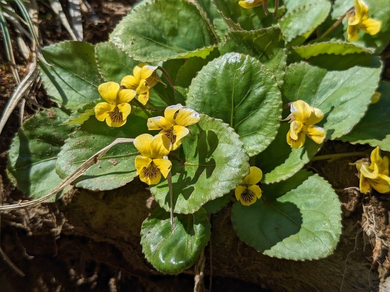 Roundleaf Yellow Violet photo 8