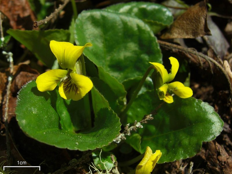 Roundleaf Yellow Violet