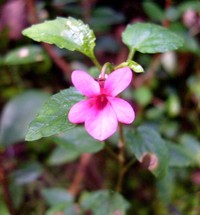 Viola rubella