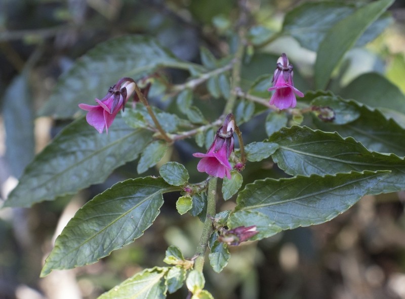 Viola rubella photo 2