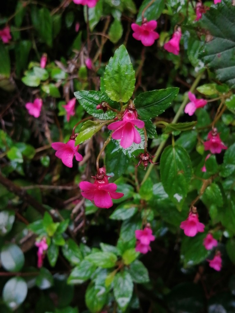 Viola rubella photo 3