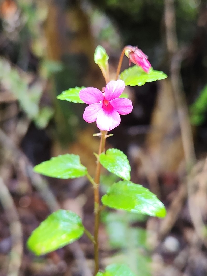 Viola rubella photo 4
