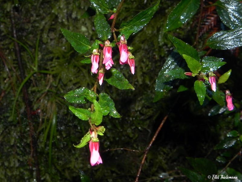 Viola rubella photo 5
