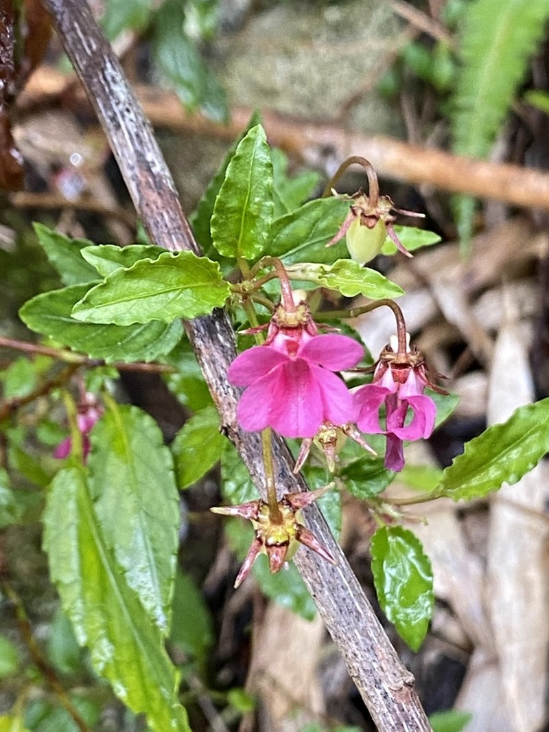 Viola rubella photo 6