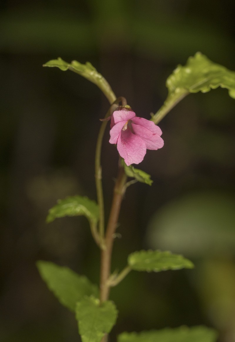 Viola rubella photo 7