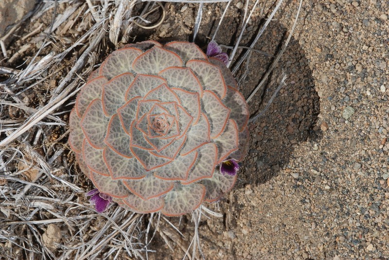 Viola rubromarginata