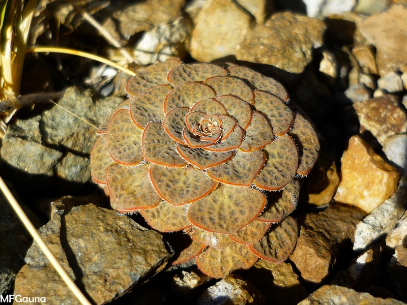 Viola rubromarginata photo 2