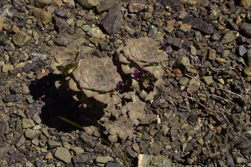 Viola rubromarginata photo 4