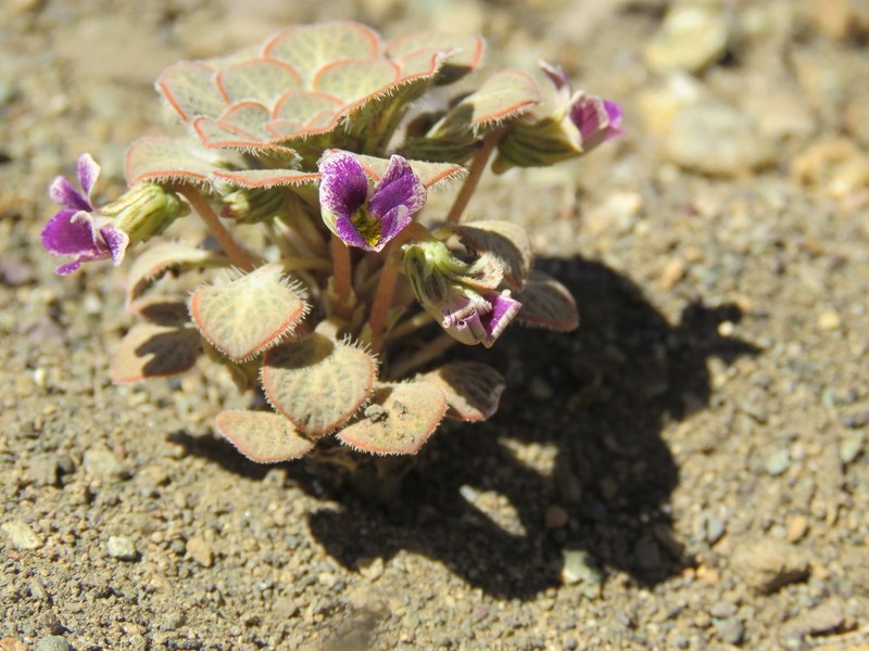 Viola rubromarginata photo 5