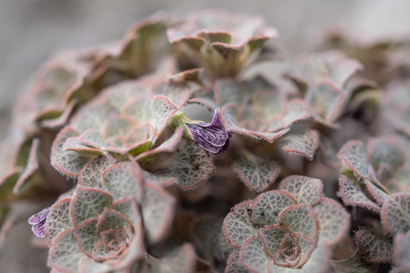 Viola rubromarginata photo 7