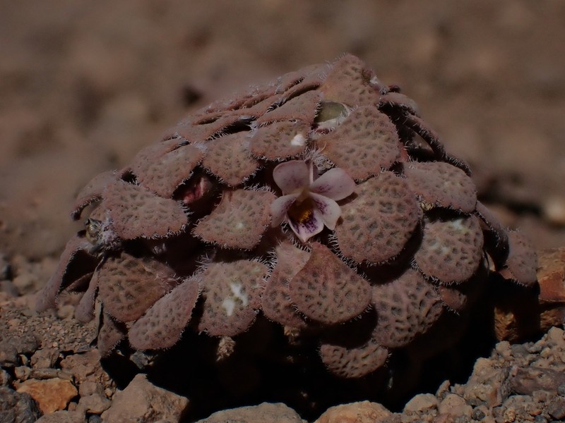 Viola rugosa