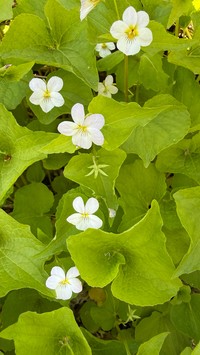 Viola rugulosa