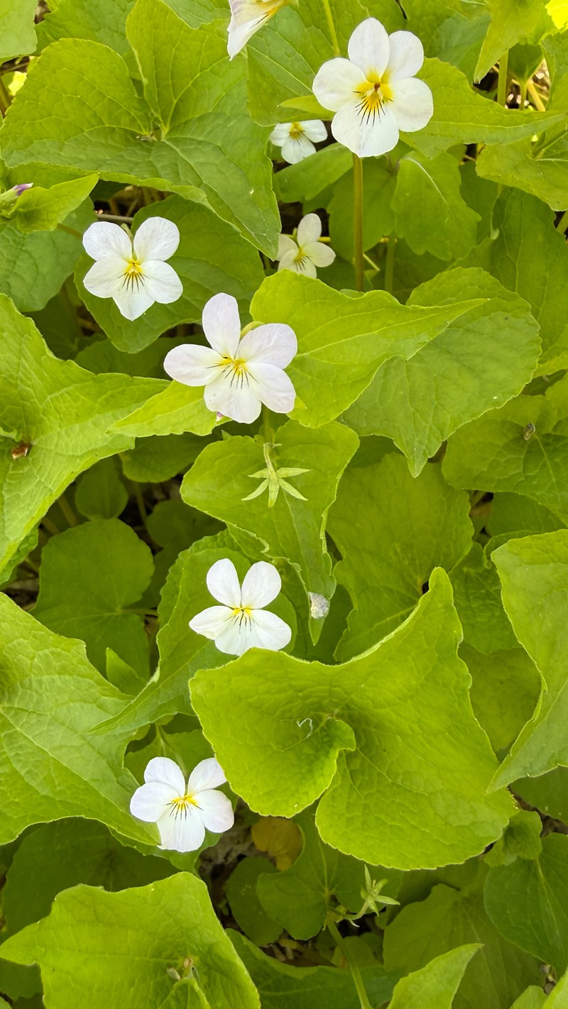 Viola rugulosa