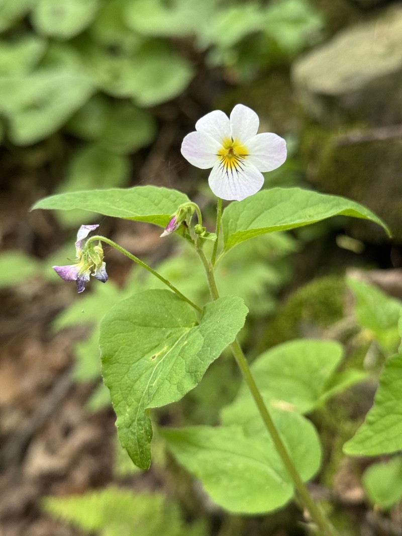 Viola rugulosa photo 2