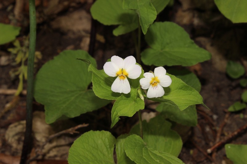Viola rugulosa photo 3