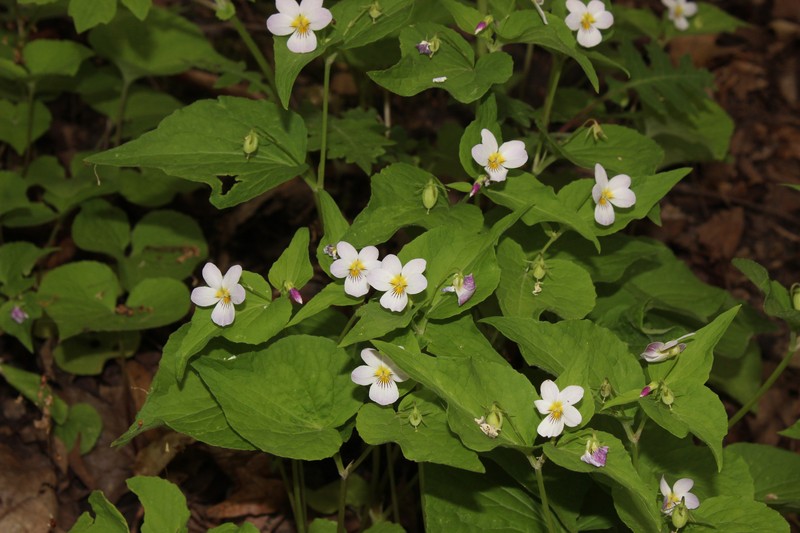 Viola rugulosa photo 4
