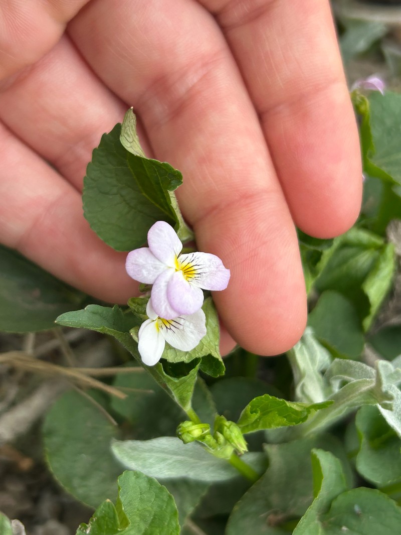 Viola rugulosa photo 5
