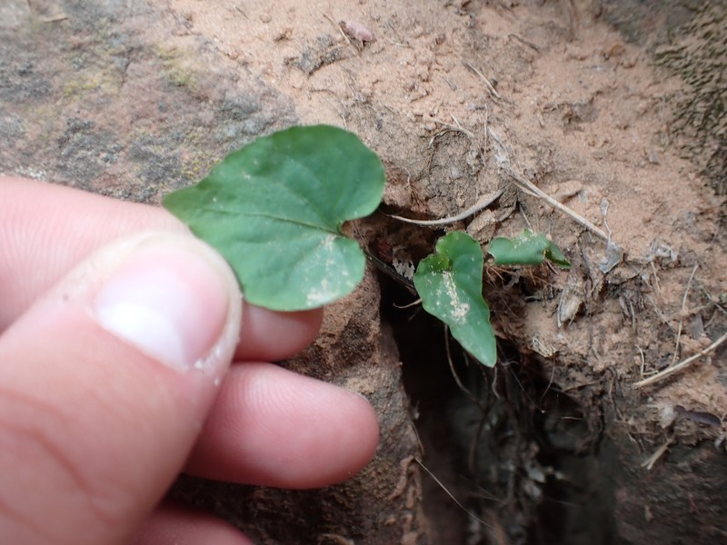 Viola rugulosa photo 7