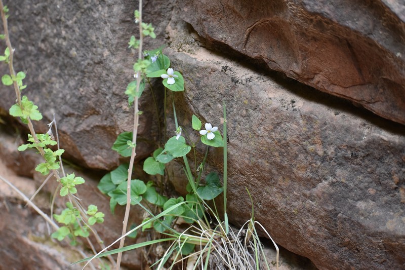 Viola rugulosa photo 8