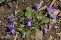 Viola rupestris