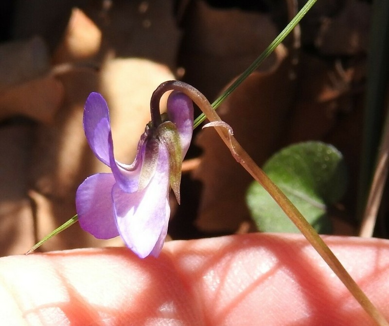 Viola rupestris photo 2