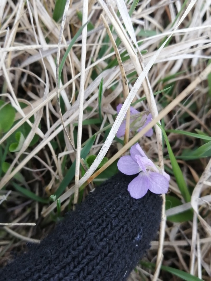 Viola rupestris photo 3