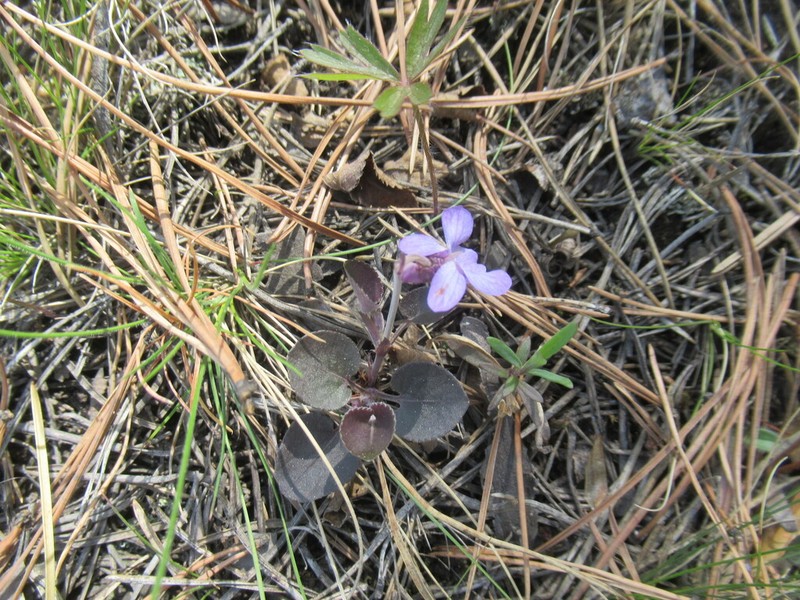 Viola rupestris photo 4