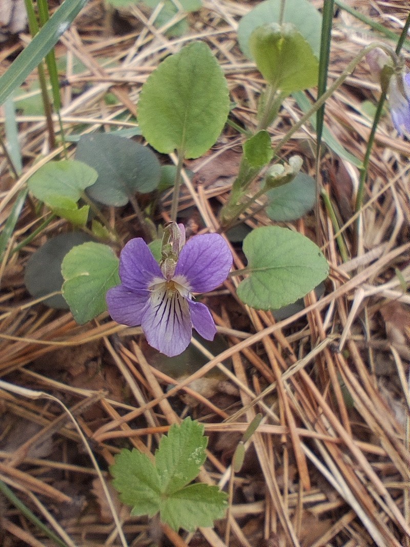 Viola rupestris photo 5