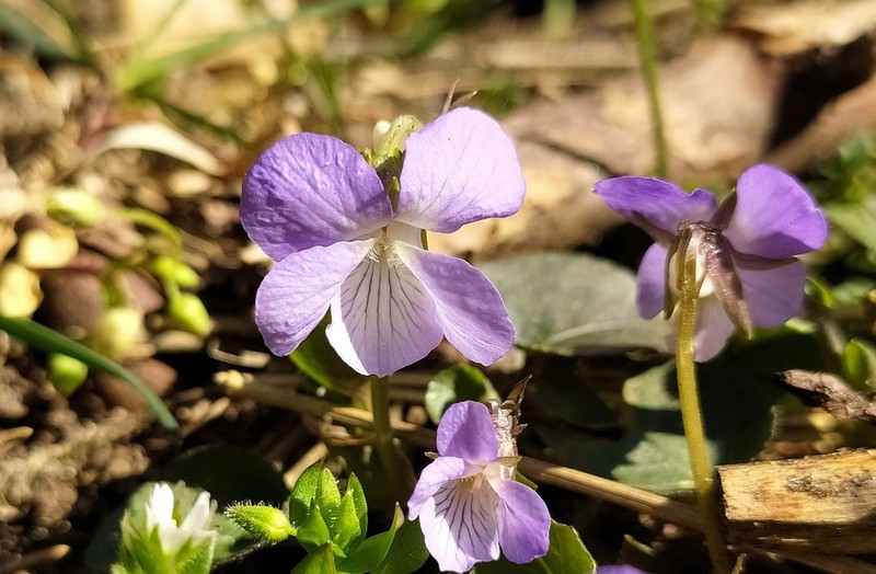 Viola rupestris photo 7