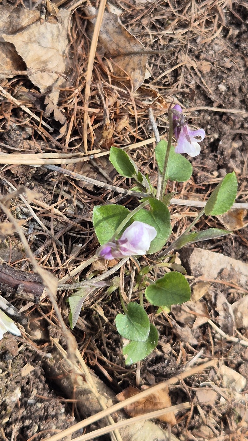 Viola rupestris subsp. rupestris