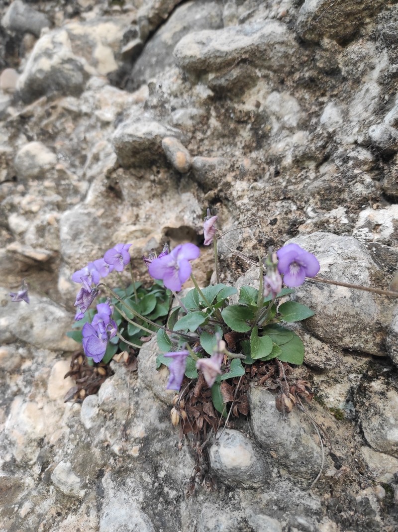 Viola rupestris subsp. rupestris photo 2