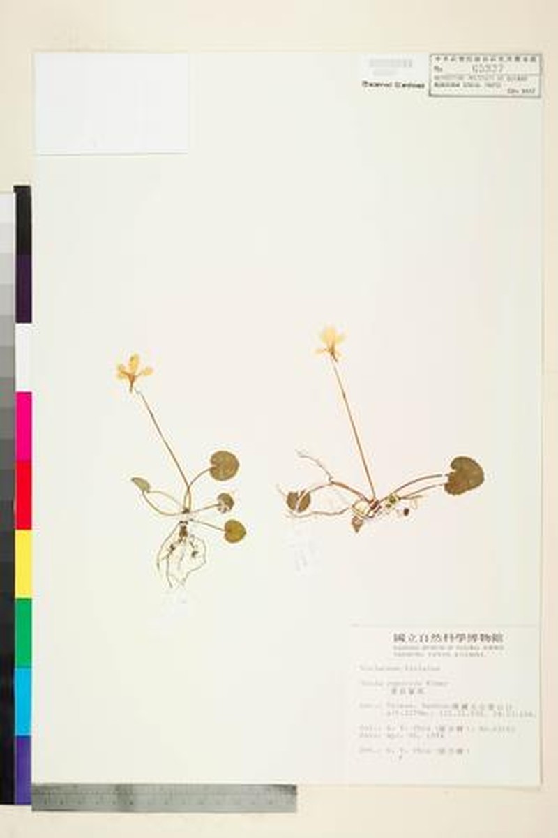 Viola rupicola