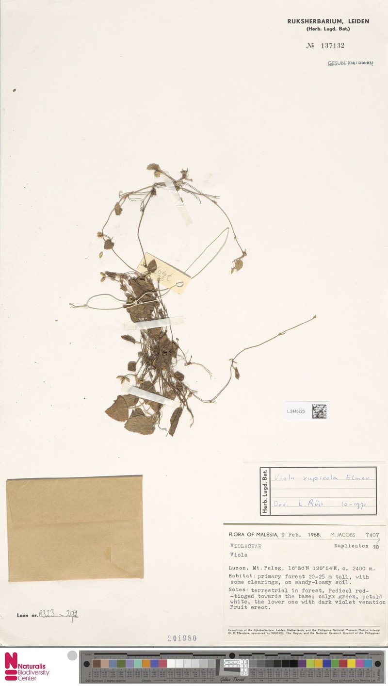 Viola rupicola photo 2