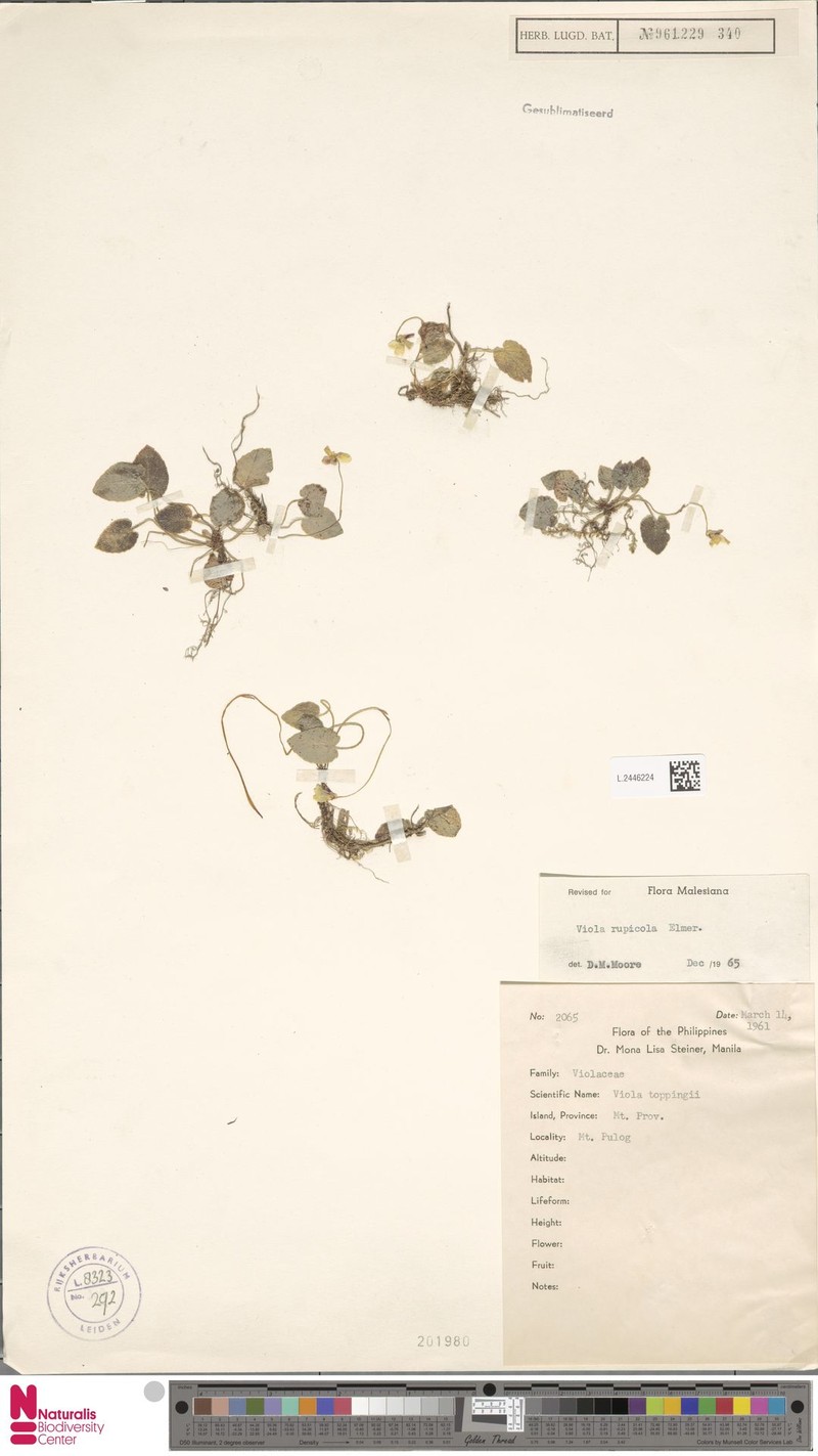 Viola rupicola photo 3