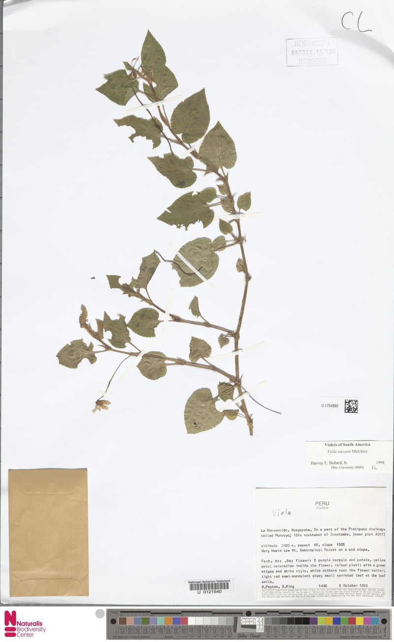 Viola saccata