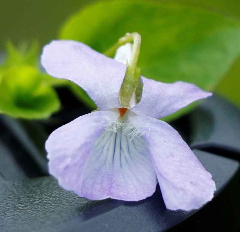 Viola sacchalinensis