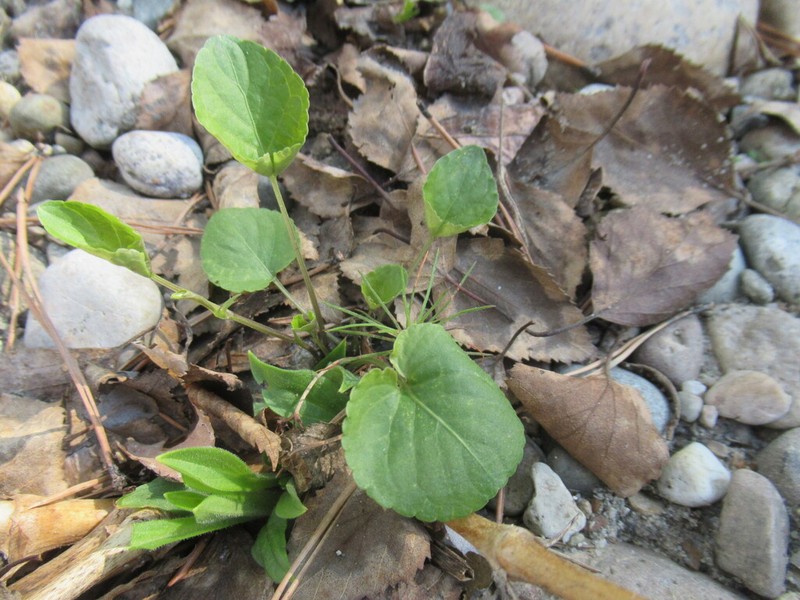 Viola sacchalinensis photo 2