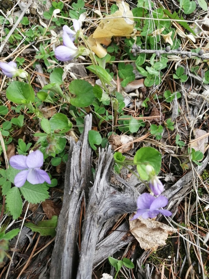 Viola sacchalinensis photo 3
