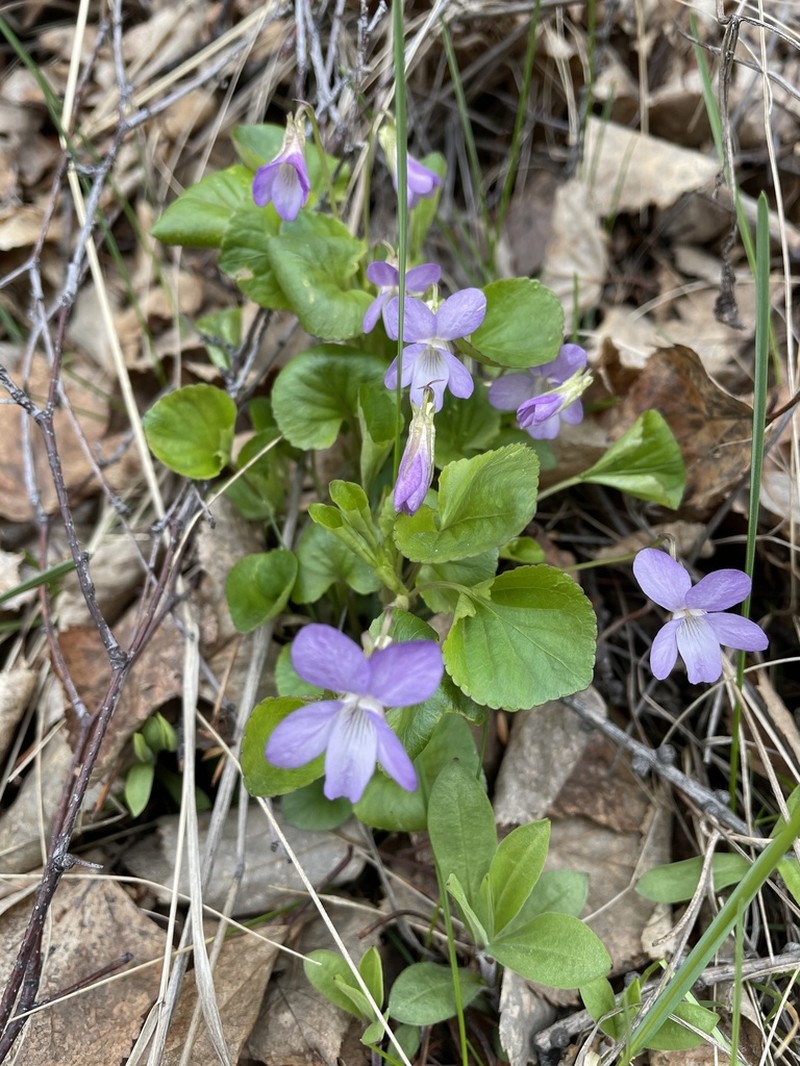 Viola sacchalinensis photo 4