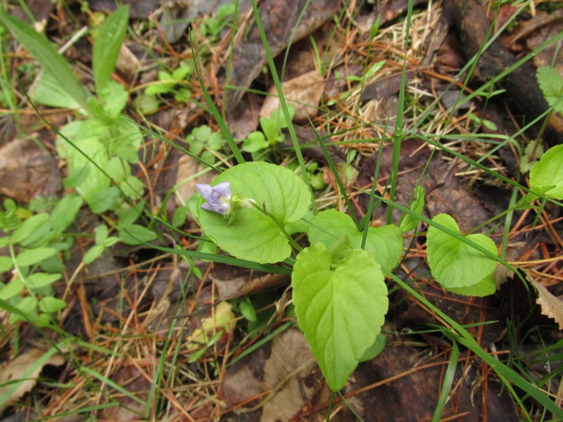 Viola sacchalinensis photo 5