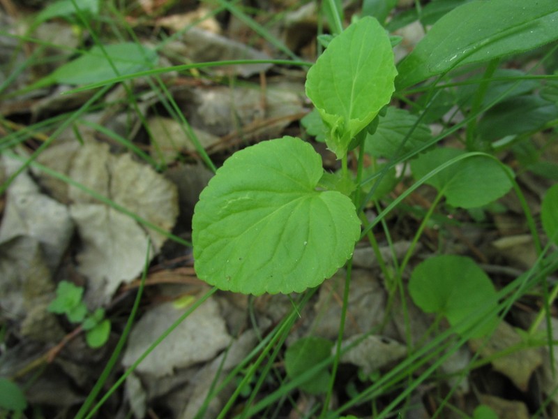 Viola sacchalinensis photo 6