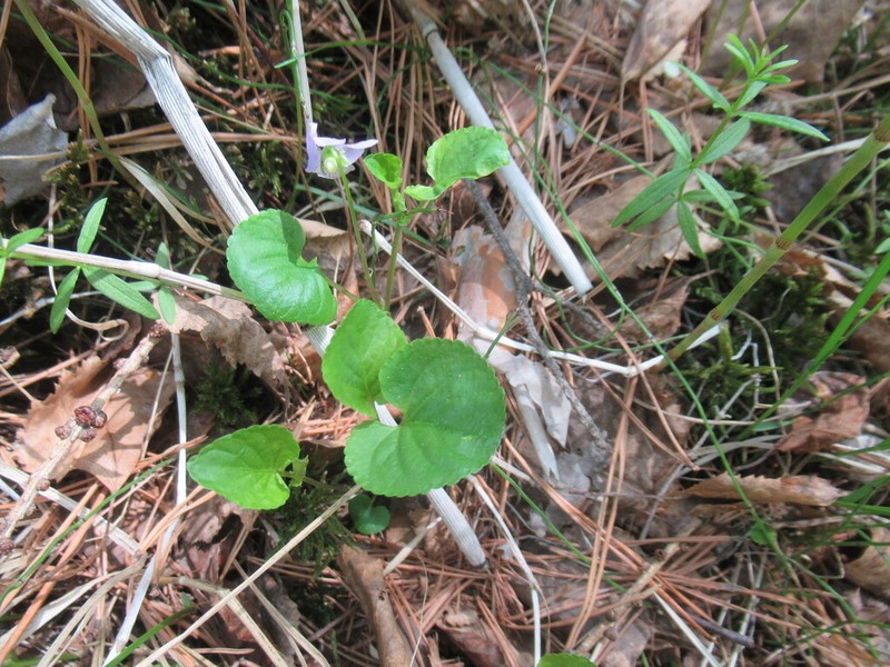 Viola sacchalinensis photo 7