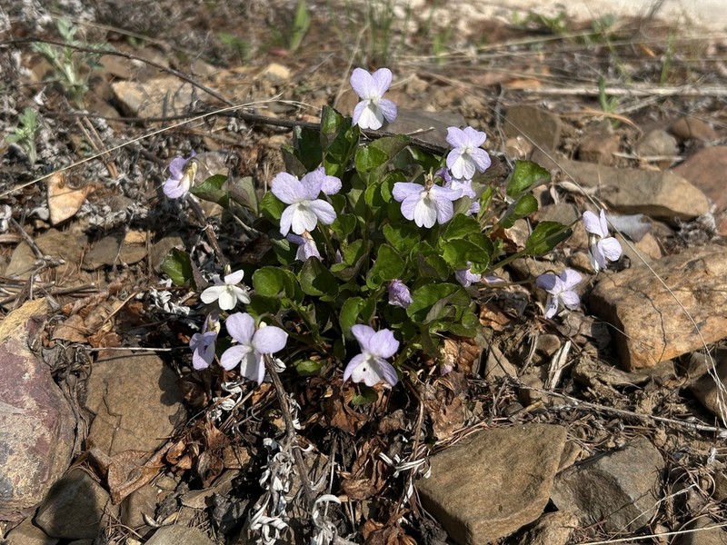 Viola sacchalinensis photo 8