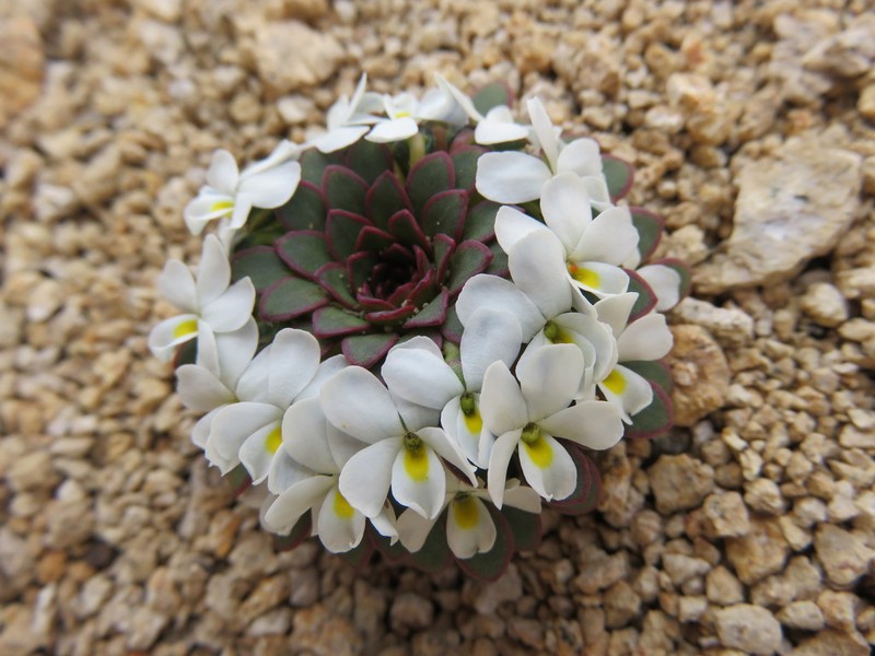Viola sacculus