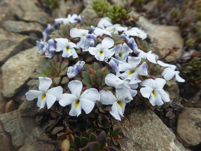 Viola sacculus photo 3