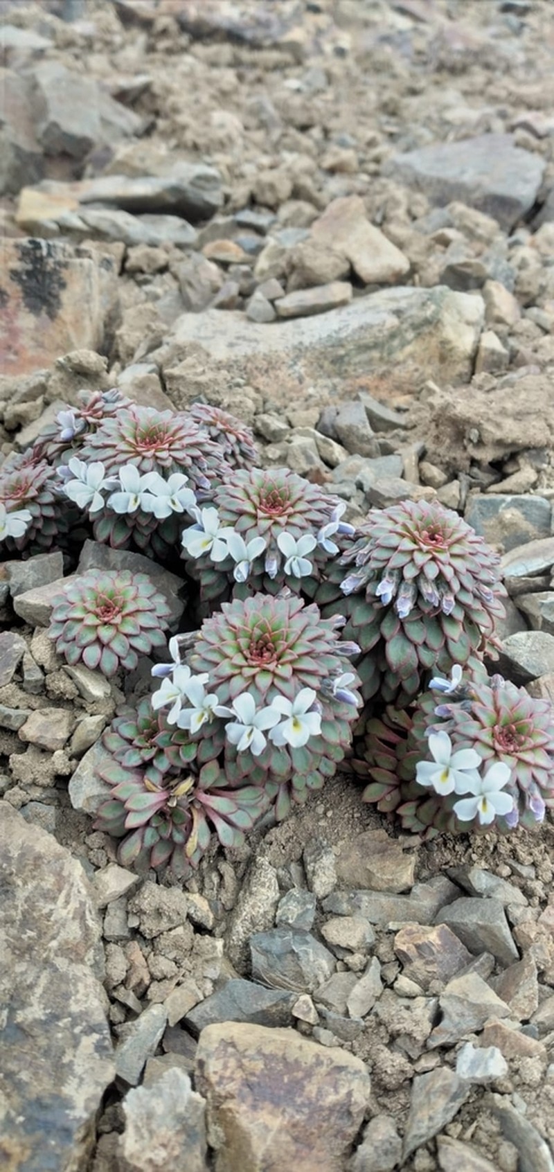 Viola sacculus photo 4