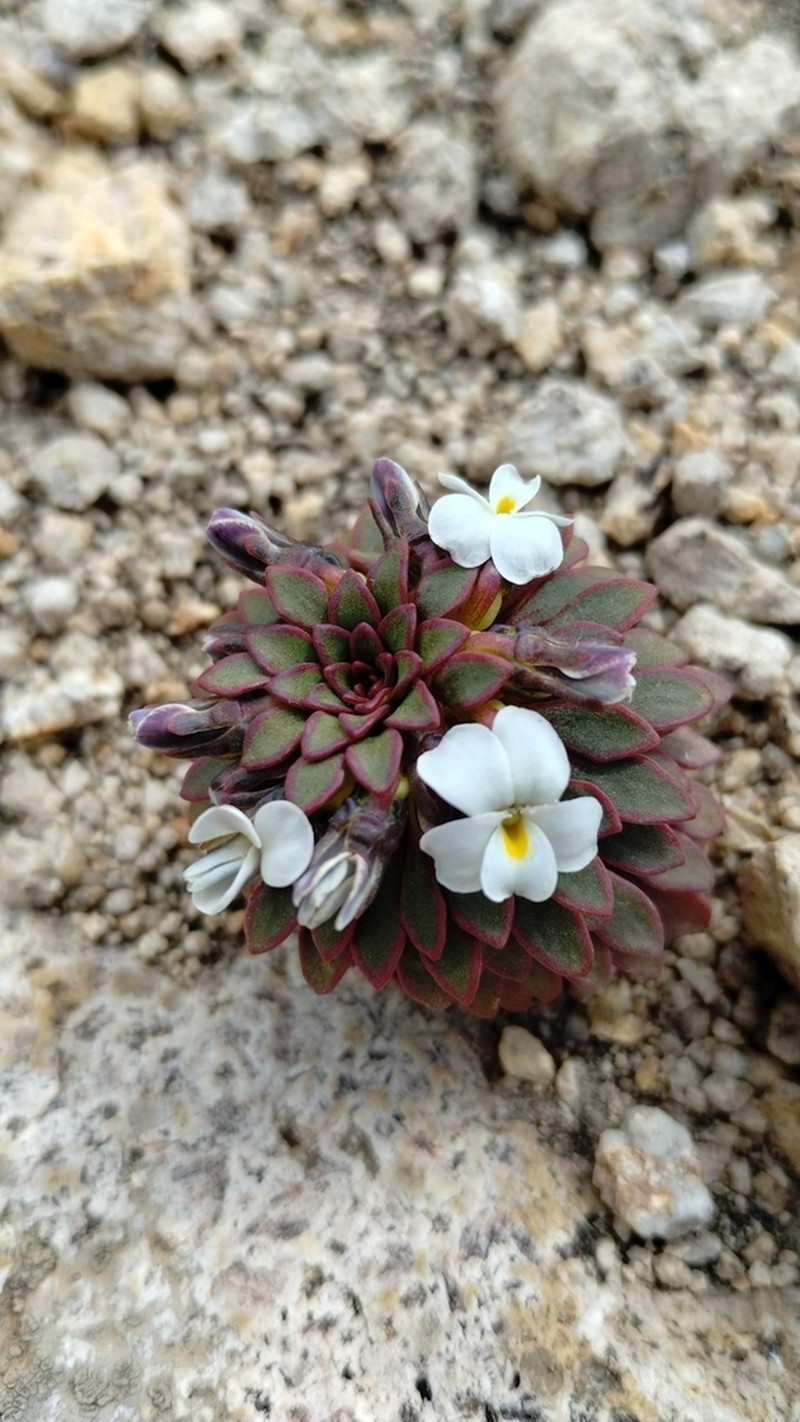 Viola sacculus photo 5