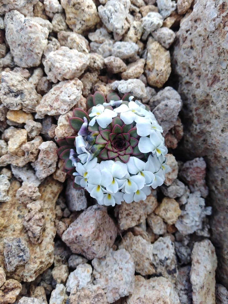 Viola sacculus photo 6