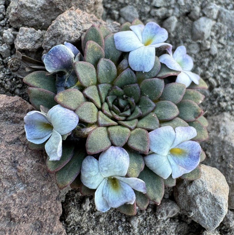 Viola sacculus photo 7